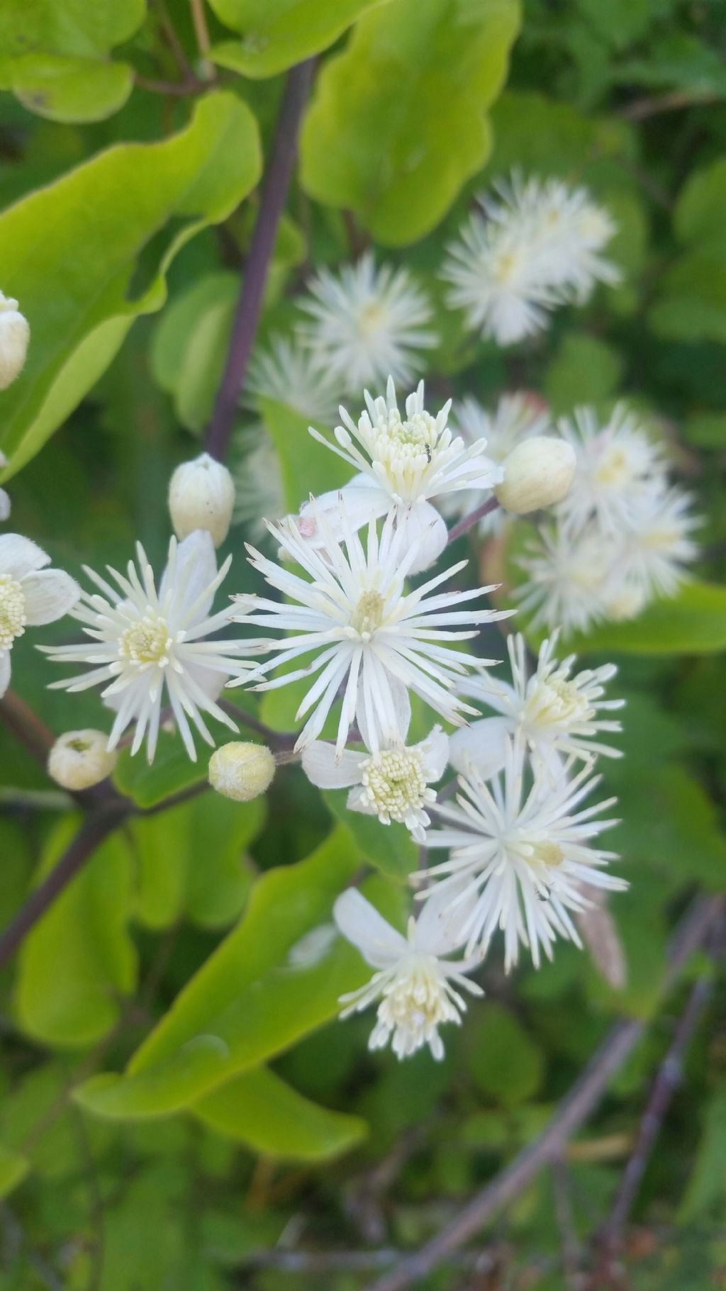 Clematis sp. (Ranunculaceae)